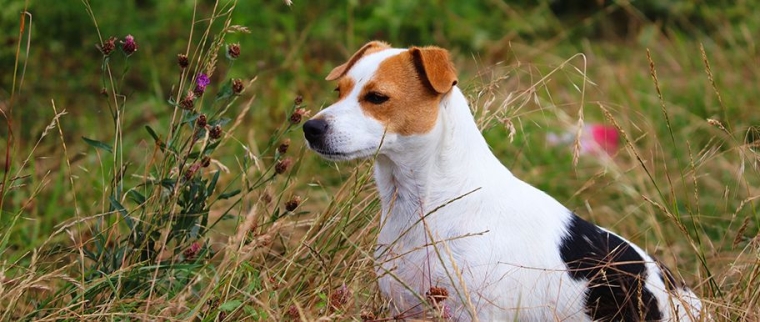 les chiens mangent de l’herbe